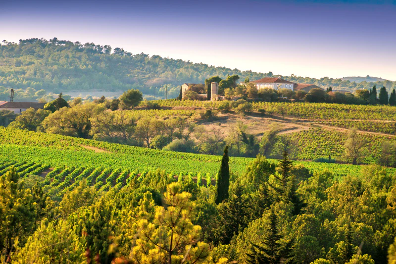 L'excellence des vins en biodynamie