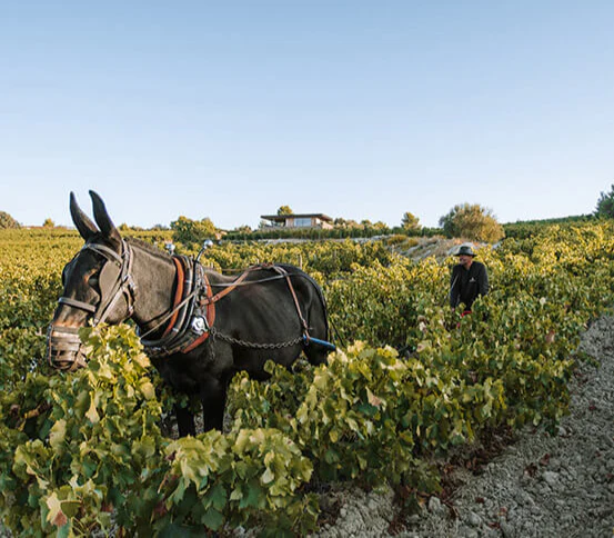 Clos d'Ora Caisse Amour 3 millésimes 2018, 2019 et 2020 - série limitée - Image 5