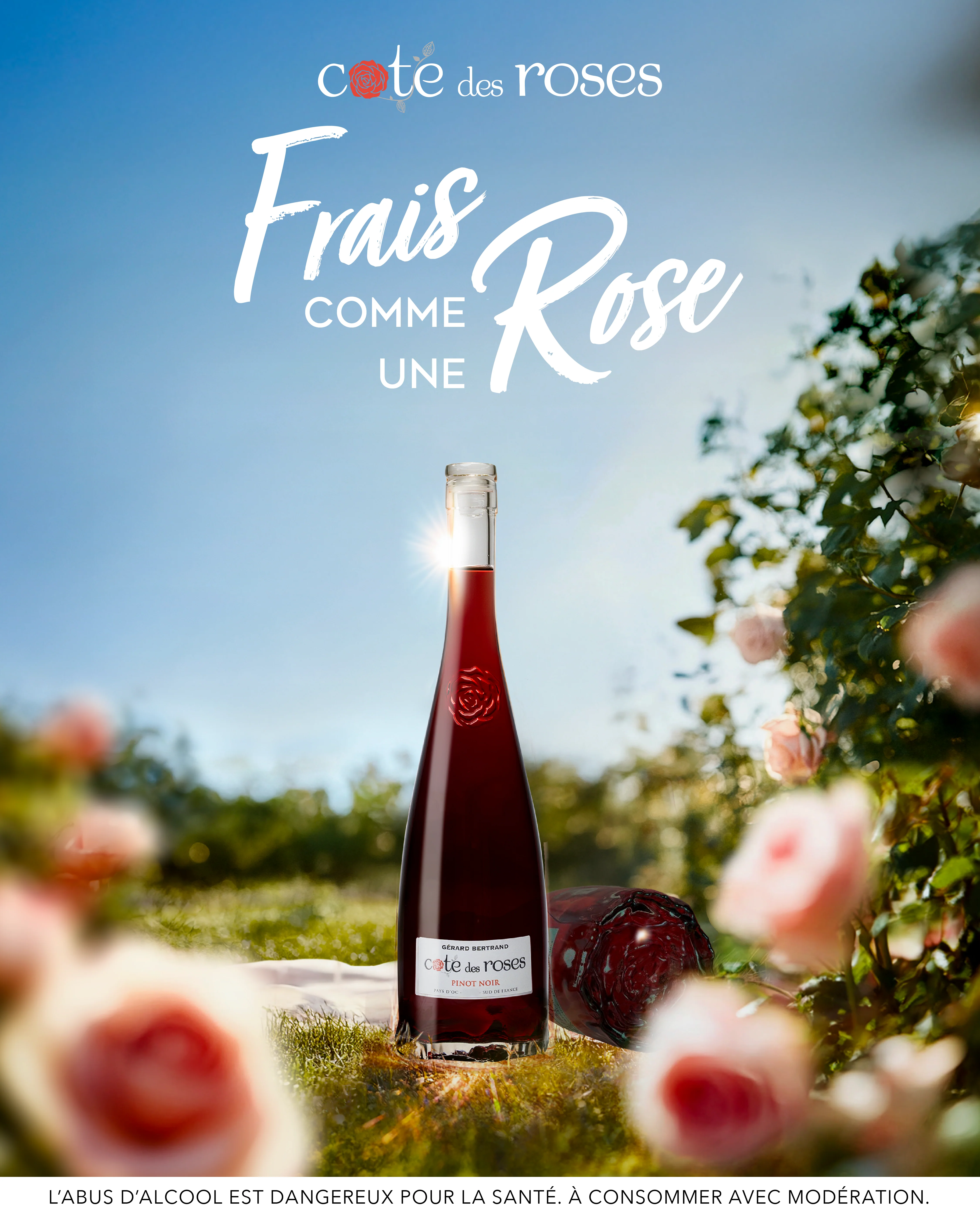 Cote des Roses Pinot noir 2023 75cl vin rouge - Image 2
