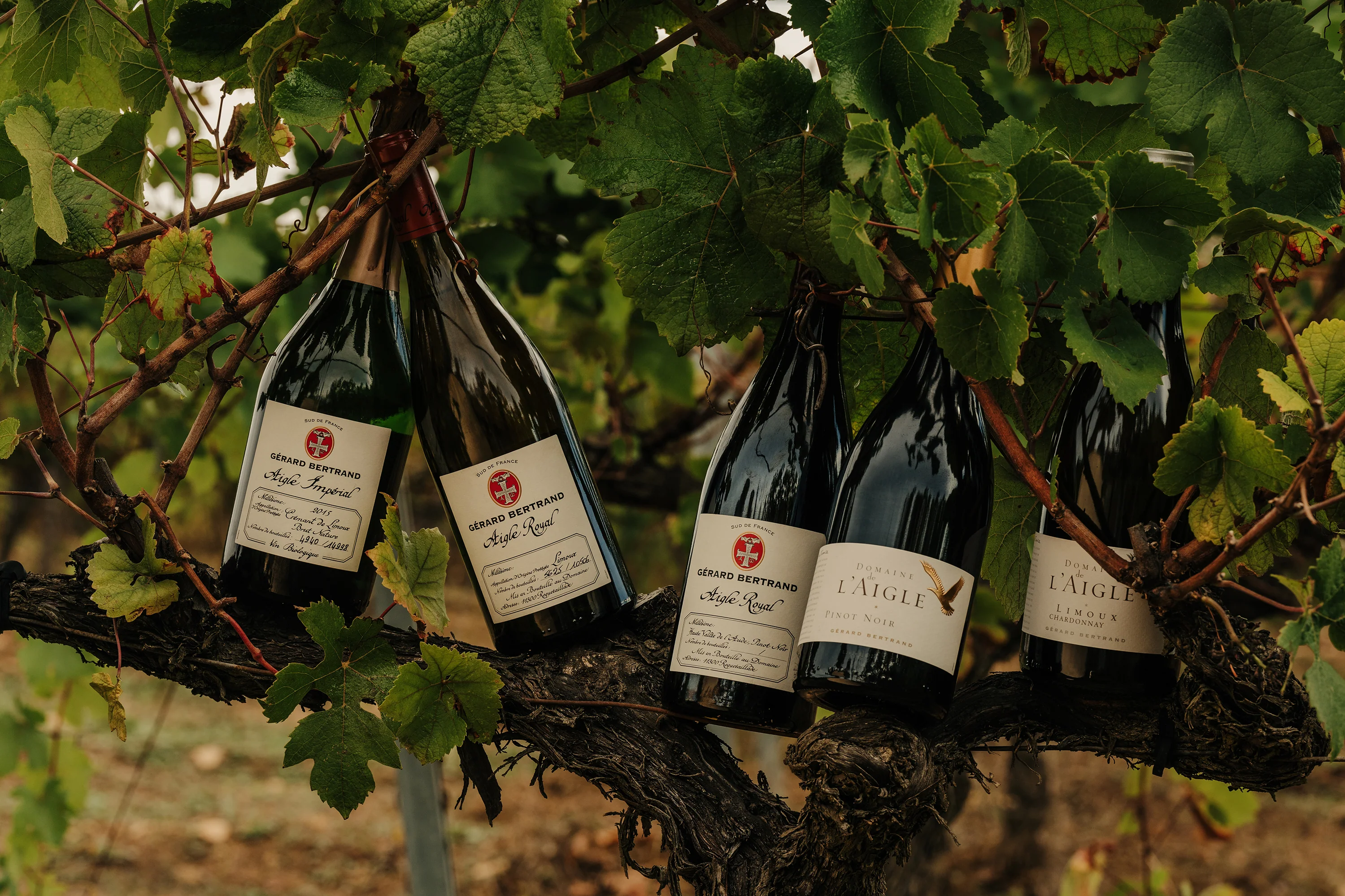 Domaine de l'Aigle Chardonnay 2022 75cl - Image 4
