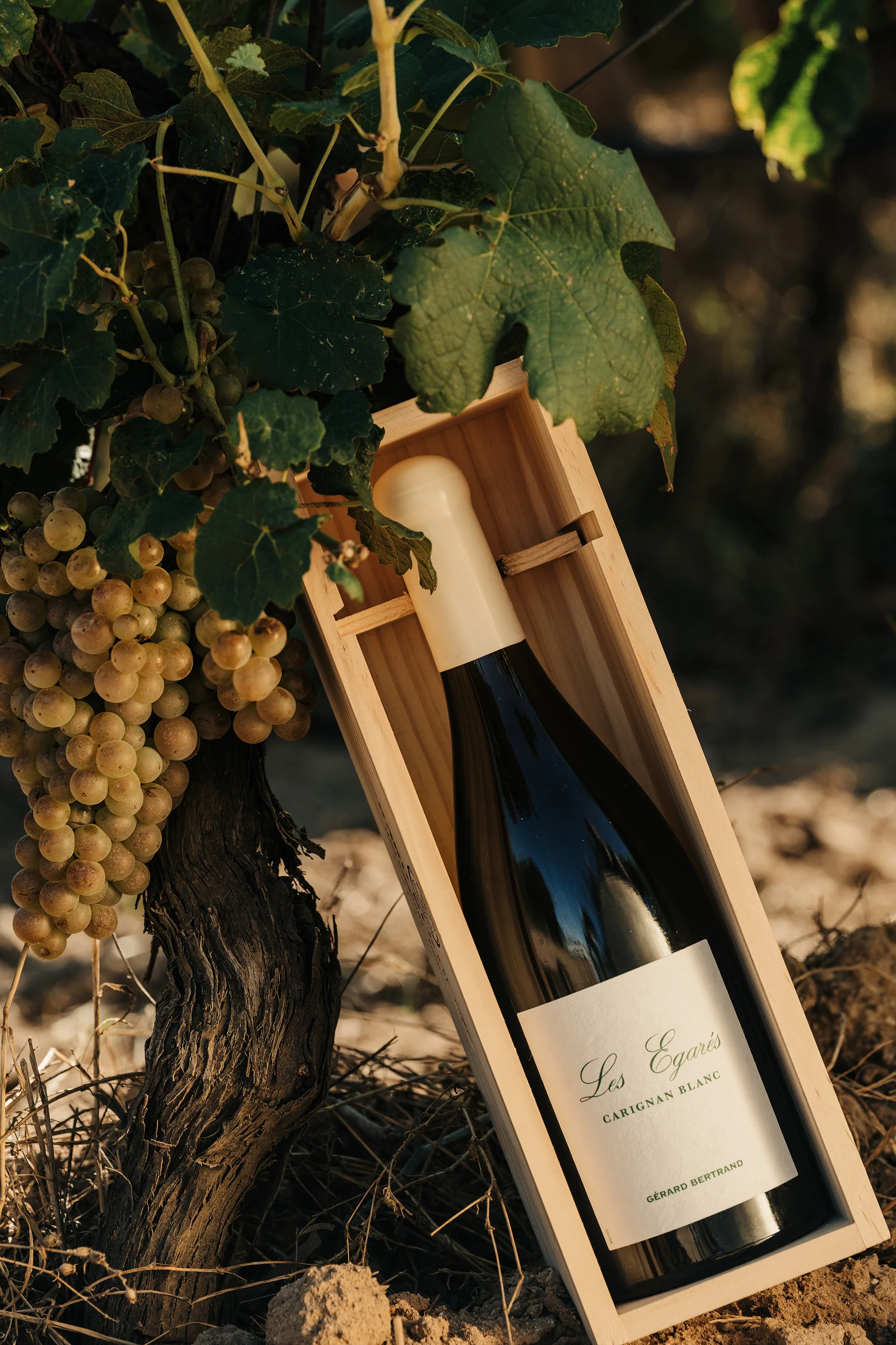 Les Égarés Carignan Blanc 2023 75cl Caisse Bois Unitaire - Image 4