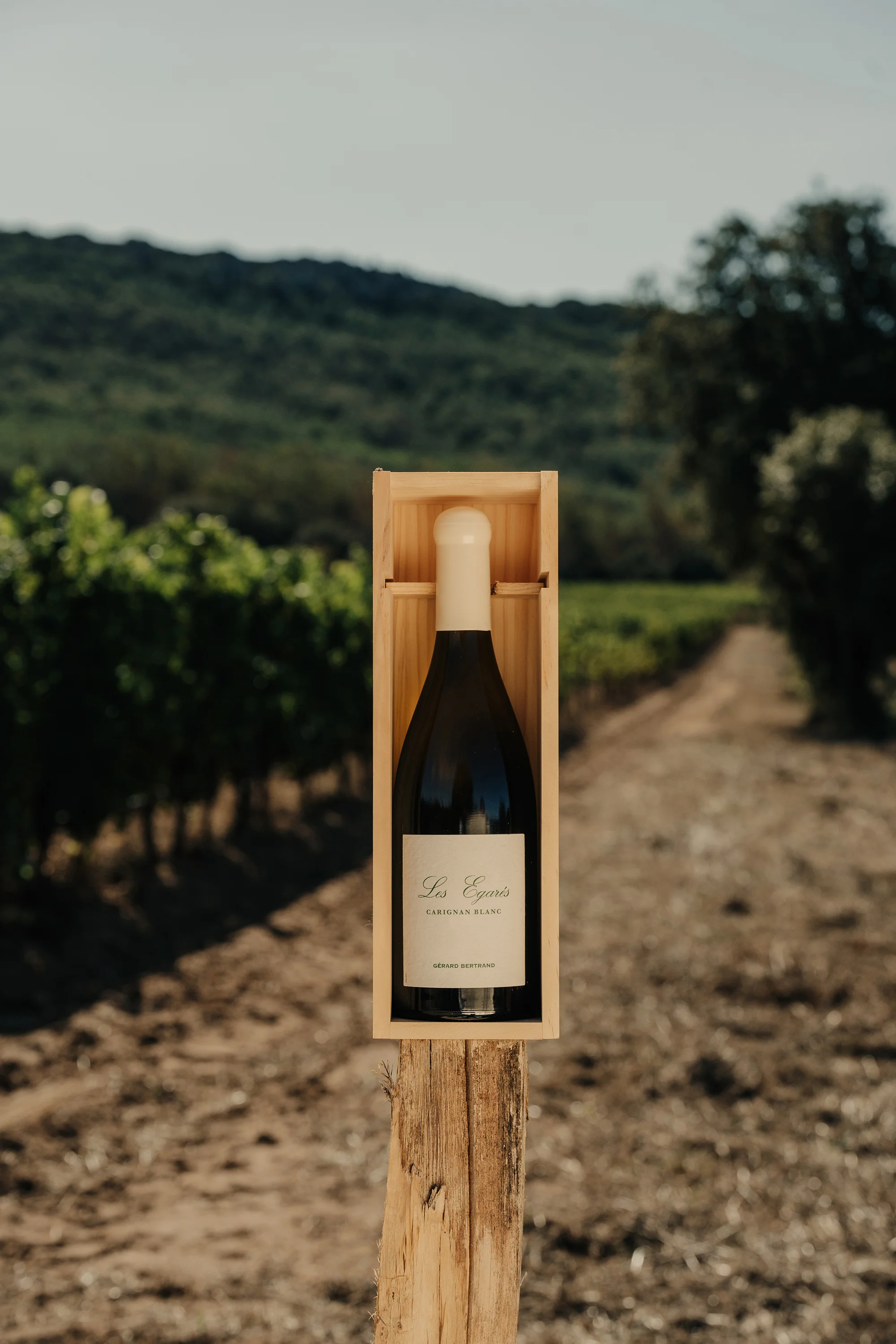 Les Égarés Carignan Blanc 2023 75cl Caisse Bois Unitaire - Image 5
