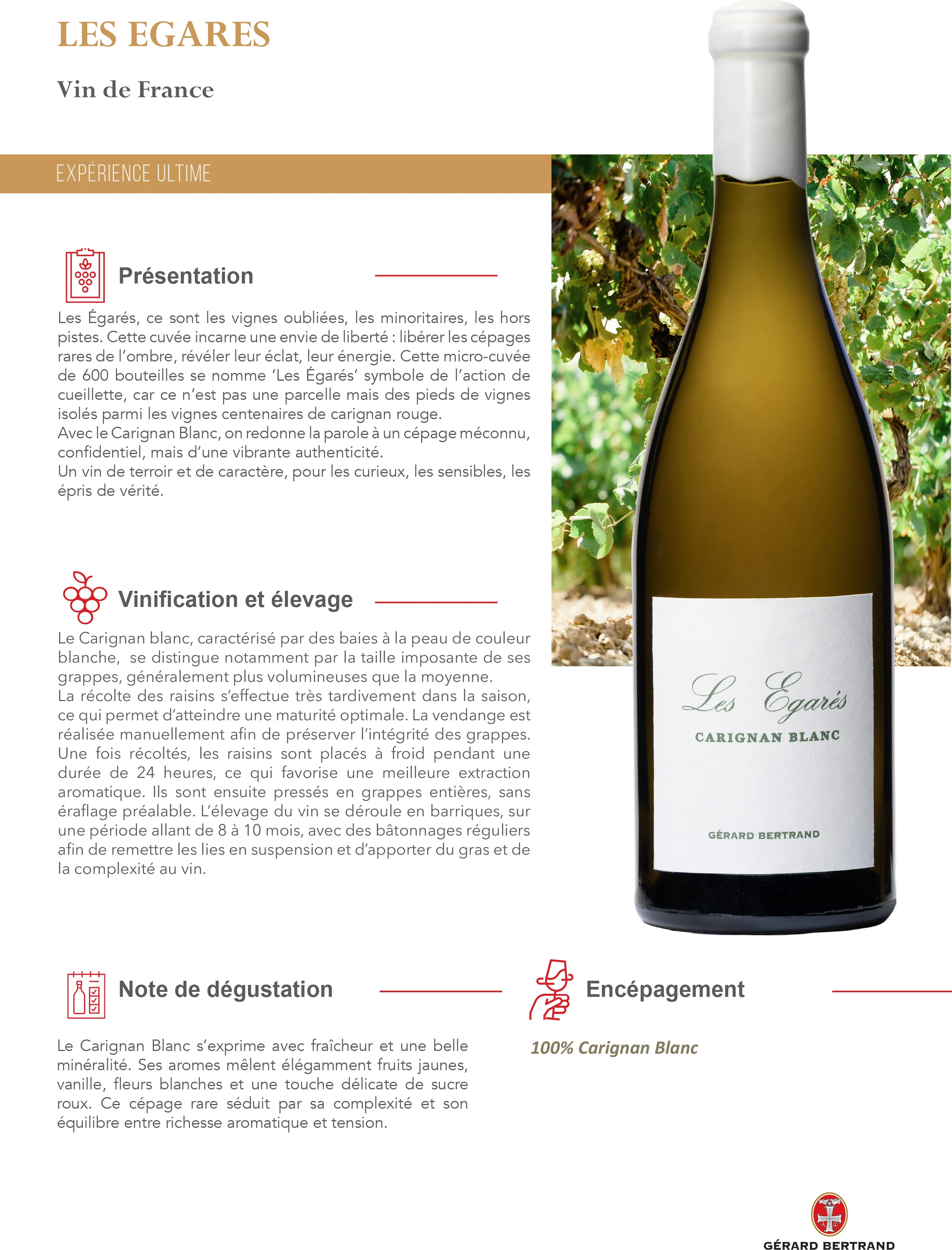 Les Égarés Carignan Blanc 2023 75cl Caisse Bois Unitaire - Image 6